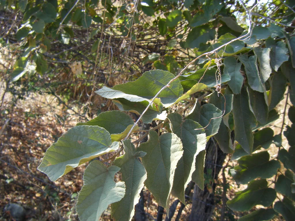 DSCF2059.jpg