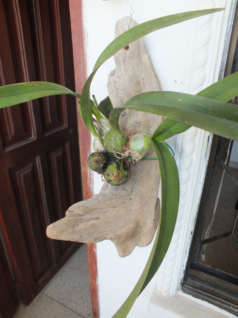 DSCF2065.jpg
