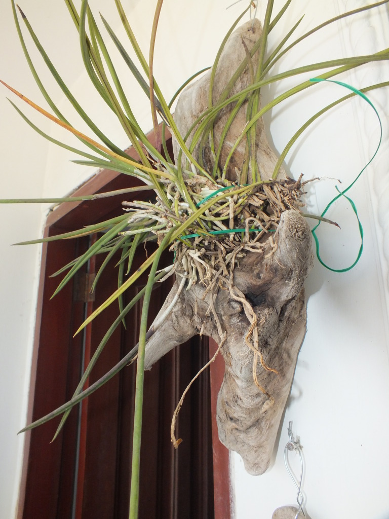 DSCF2067.jpg