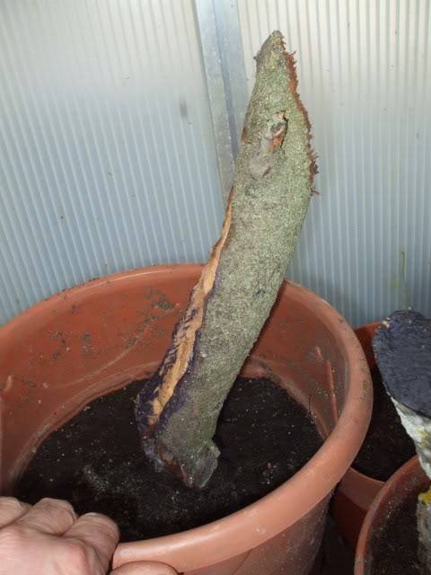 DSCF2082.jpg