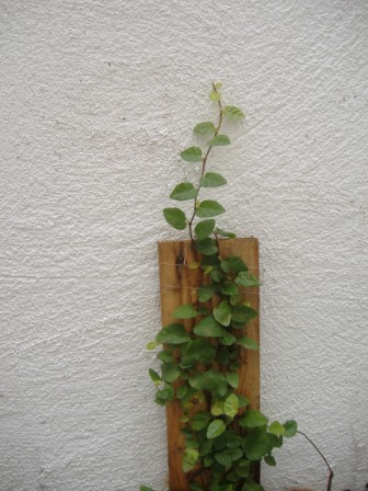 DSCF2095.JPG