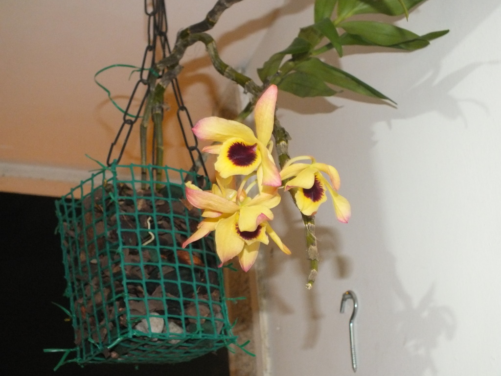 DSCF2130.jpg