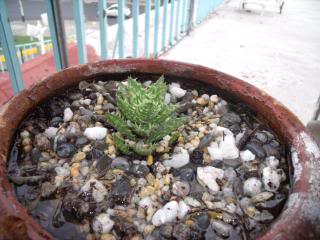 DSCF2142.jpg
