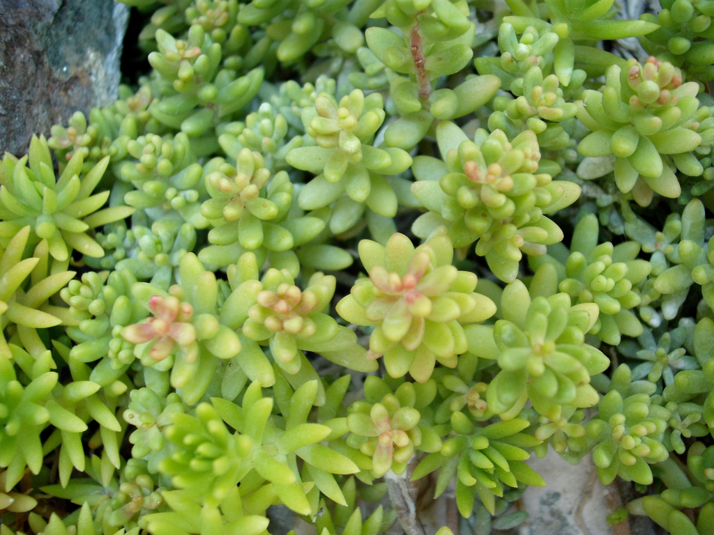 DSCF2157.jpg