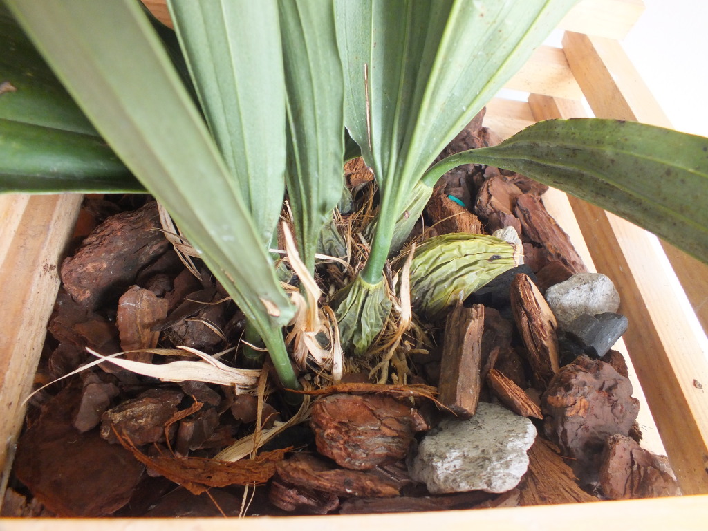 DSCF2157.jpg