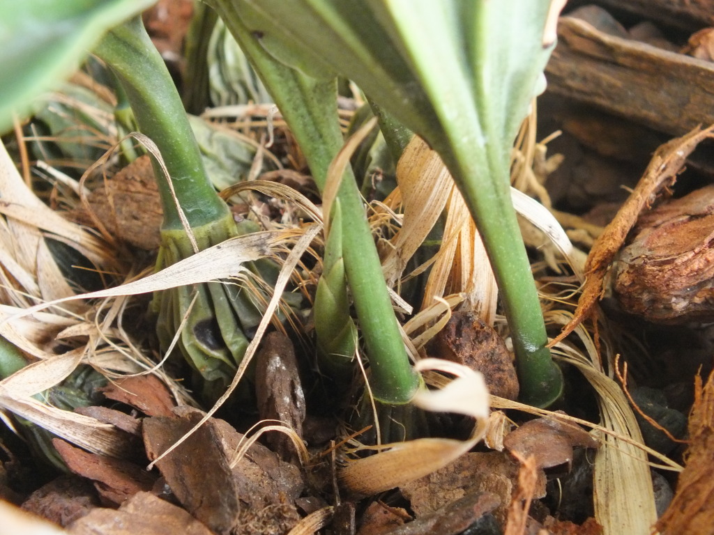 DSCF2158.jpg