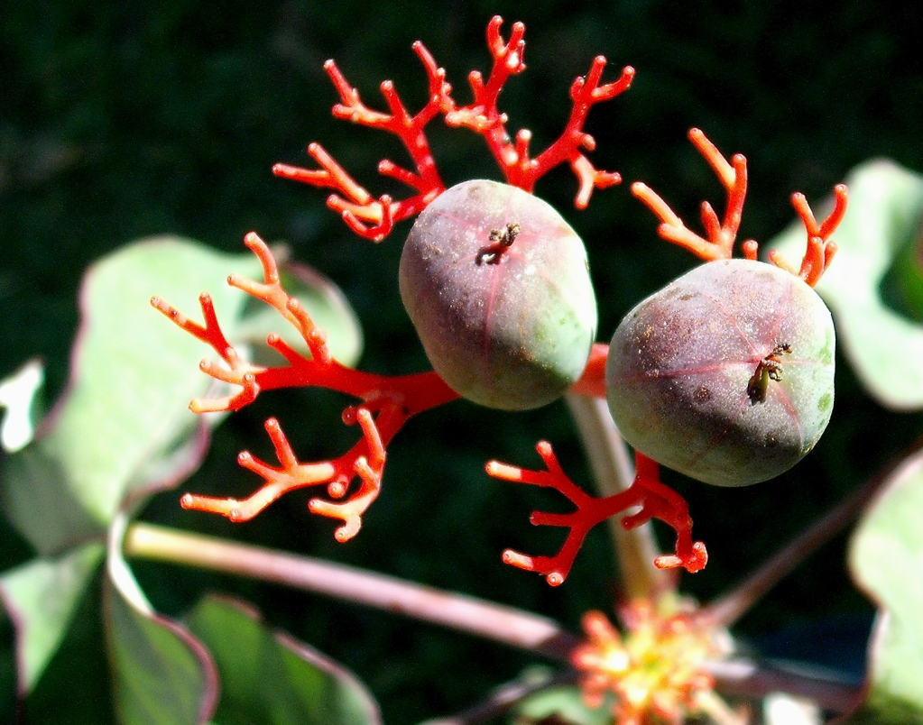 DSCF2186.jpg
