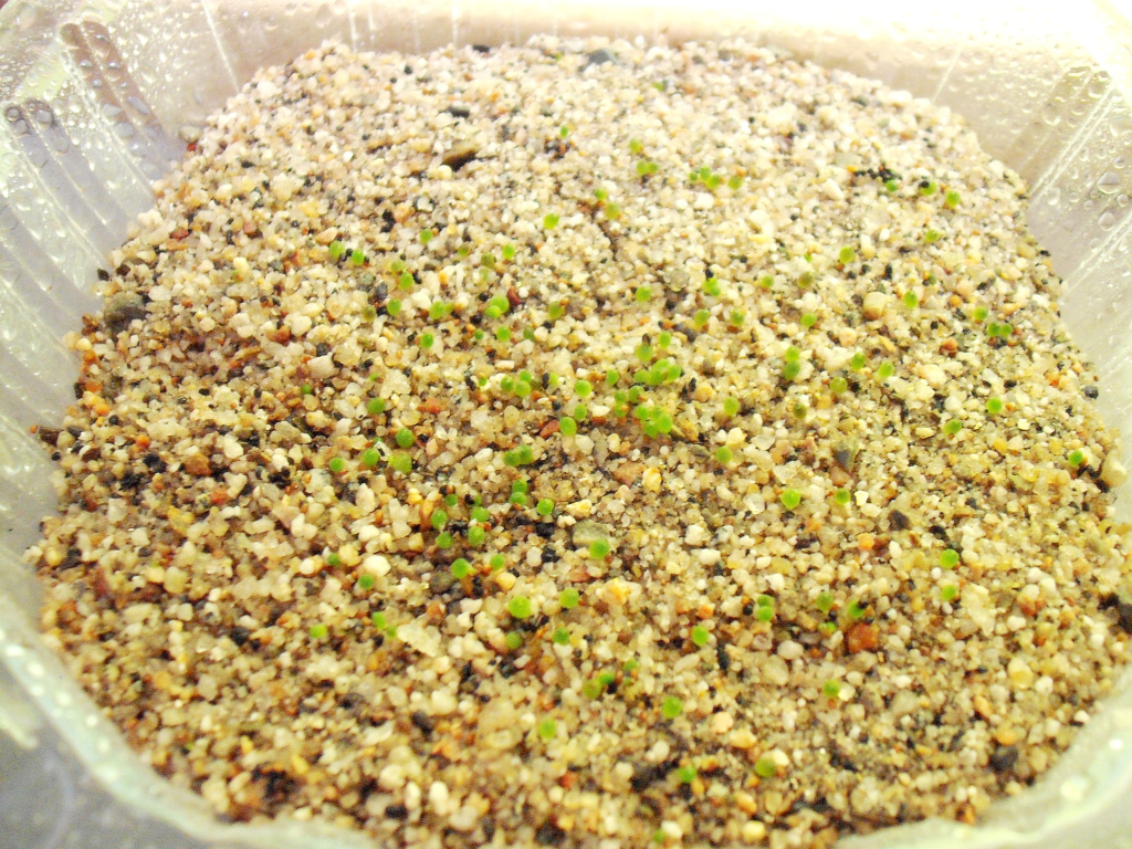 DSCF2217.jpg