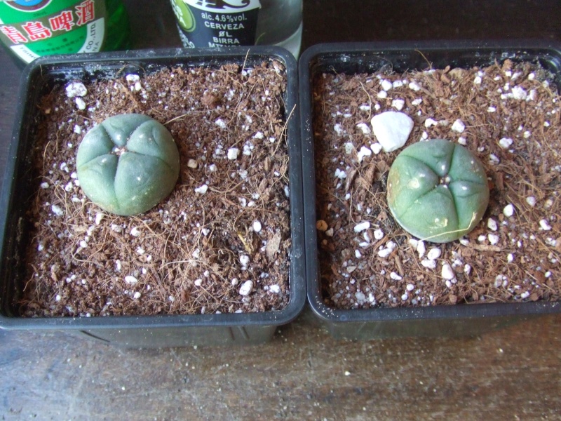 dscf2221.jpg
