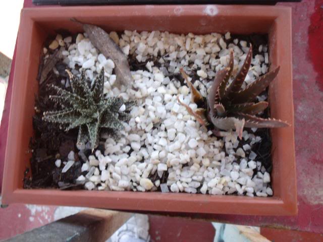 DSCF2221.jpg