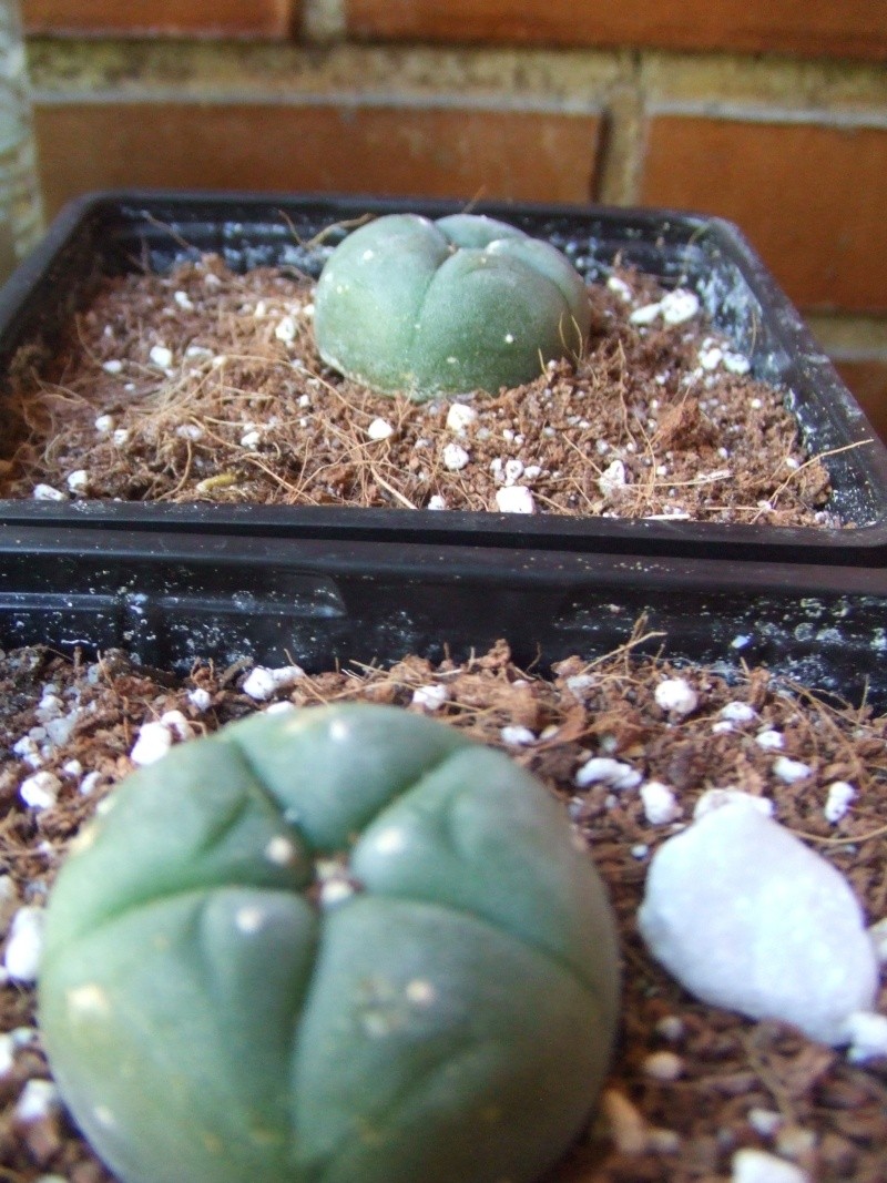 dscf2222.jpg