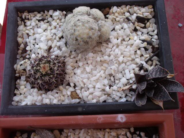 DSCF2222.jpg