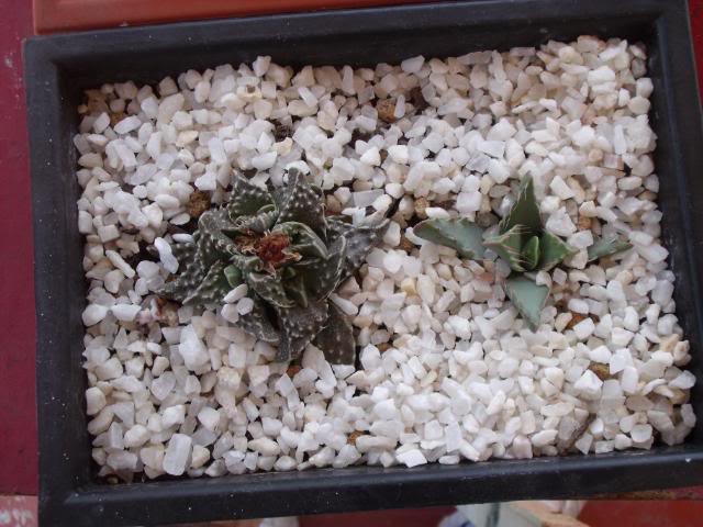 DSCF2224.jpg