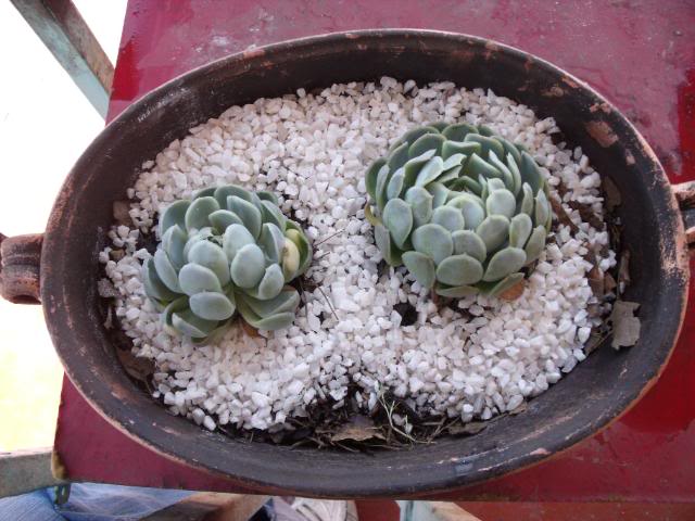 DSCF2231.jpg
