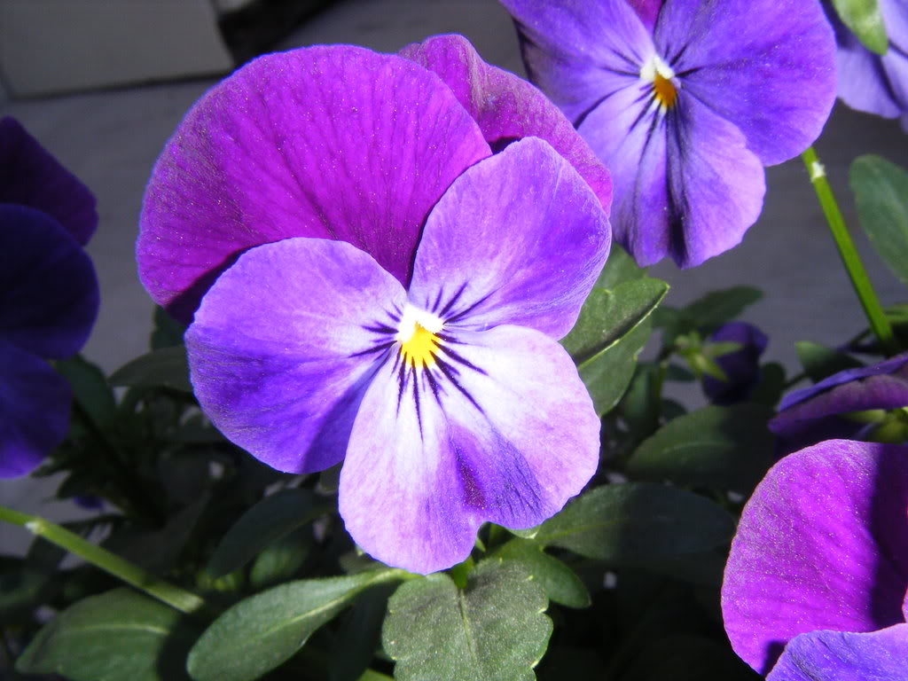 DSCF2232.jpg