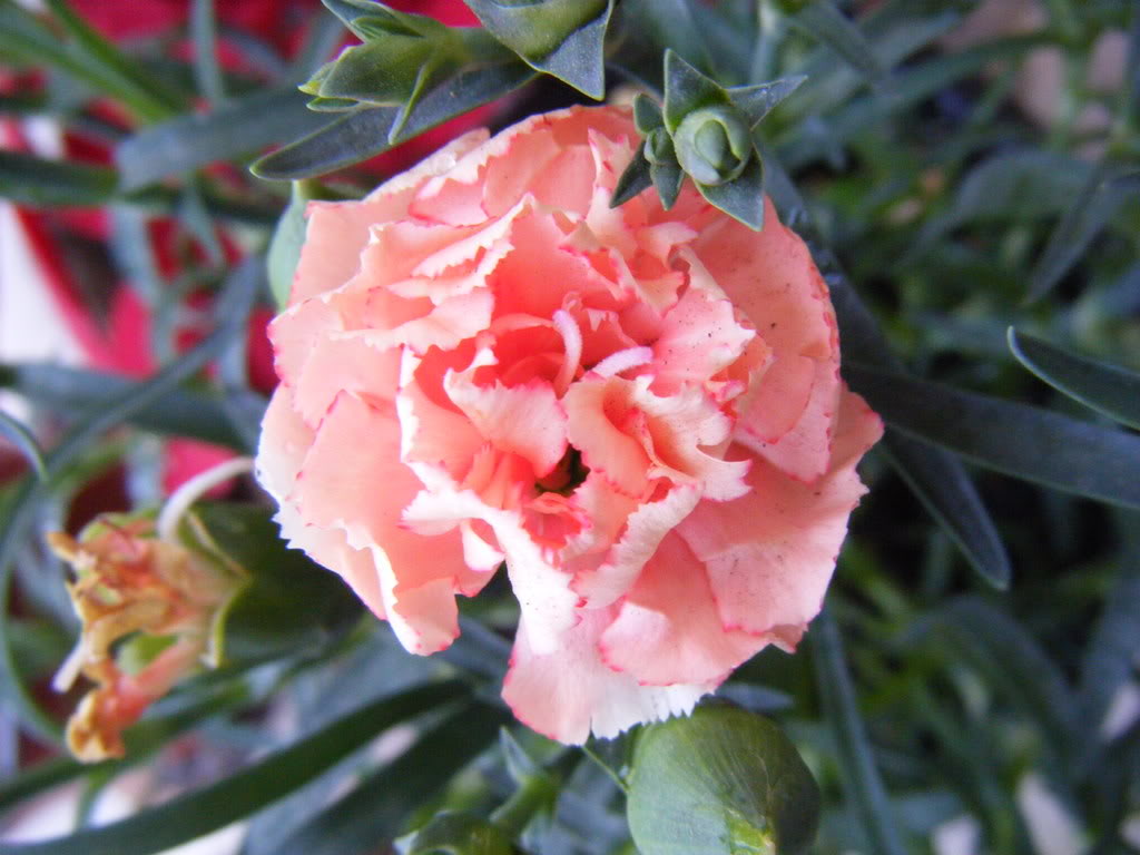 DSCF2235.jpg
