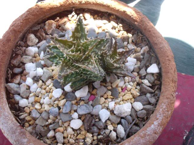 DSCF2238.jpg