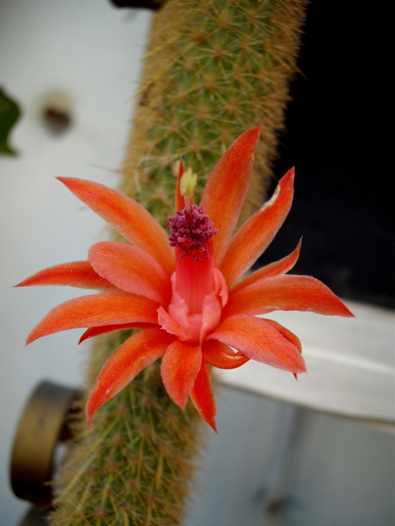 DSCF2244.jpg