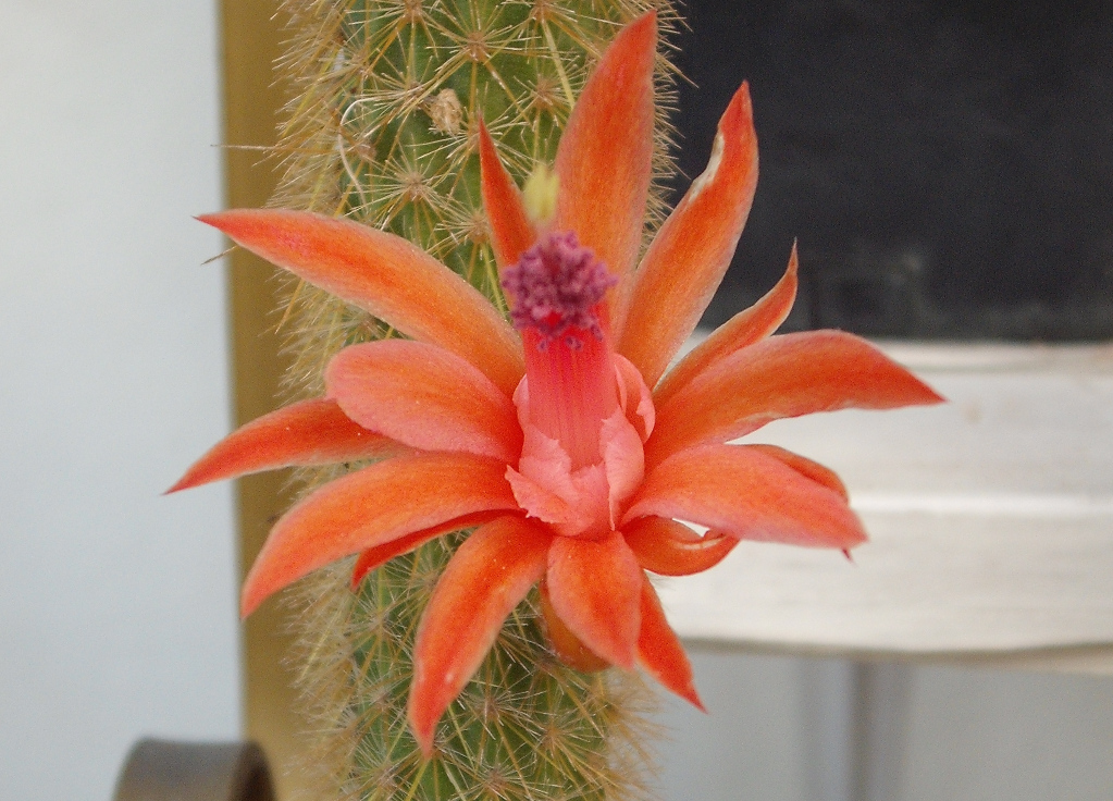 DSCF2246.jpg