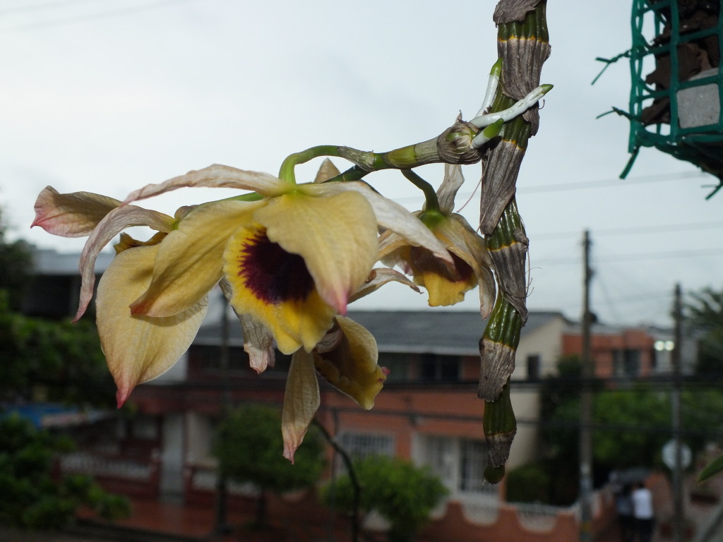 DSCF2266.jpg