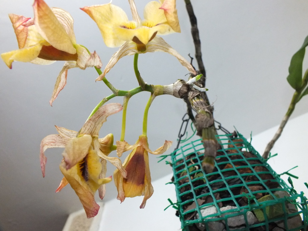 DSCF2269.jpg
