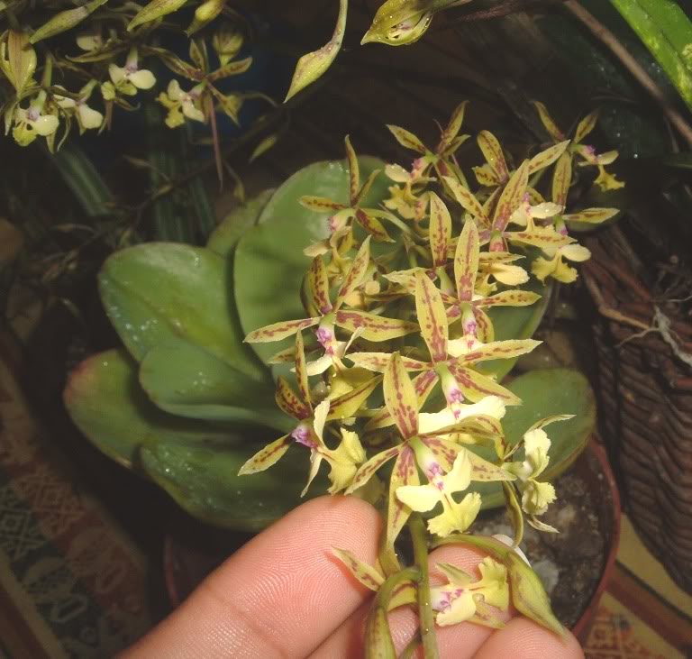 DSCF2291.jpg