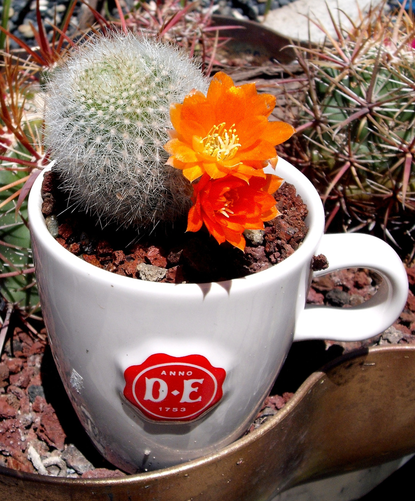 DSCF2294.jpg