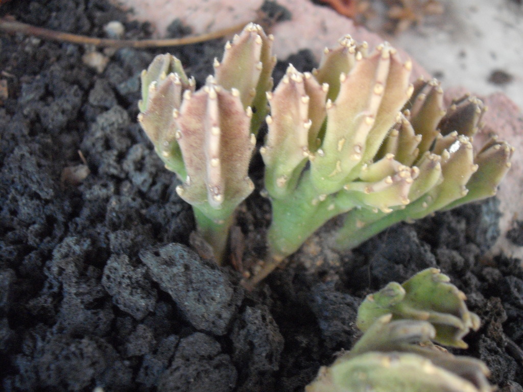 DSCF2305.jpg