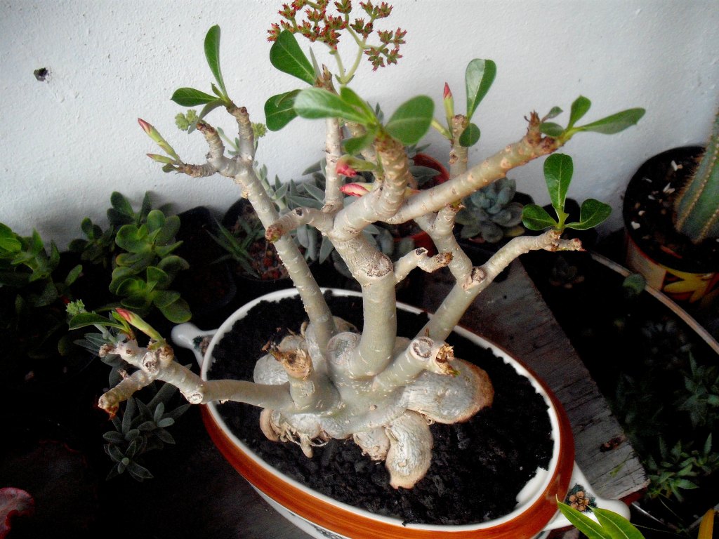 DSCF2402.jpg