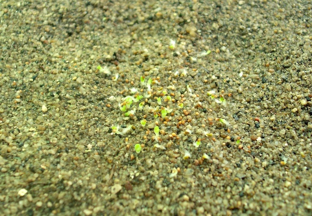 DSCF2405.jpg