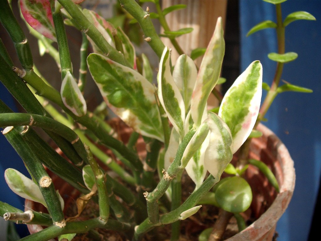 DSCF2446.jpg