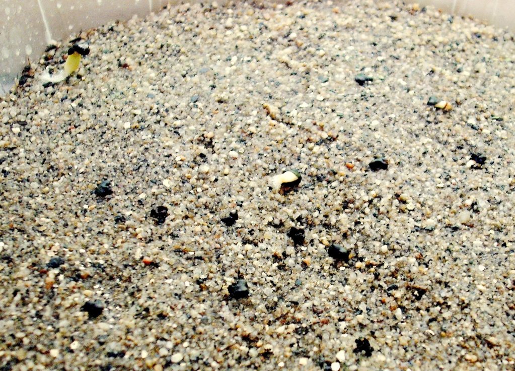 DSCF2501.jpg
