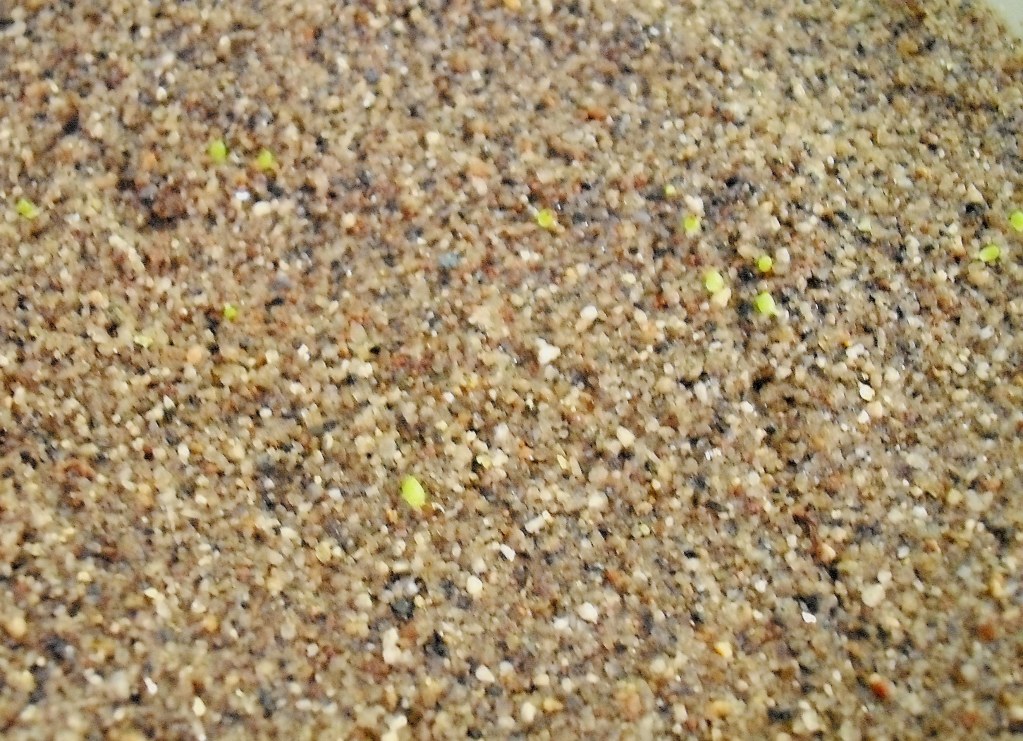 DSCF2504.jpg