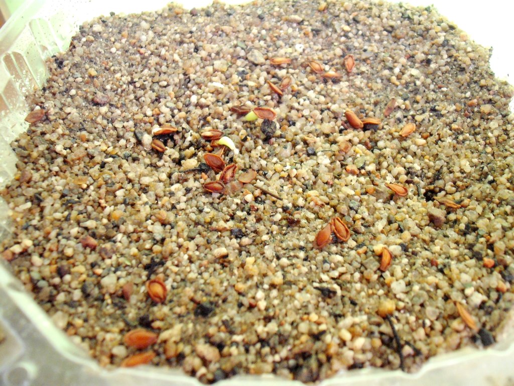 DSCF2507.jpg