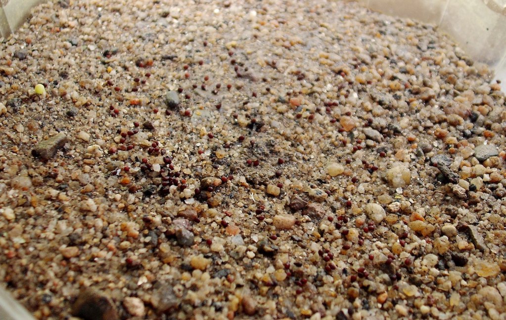 DSCF2513.jpg