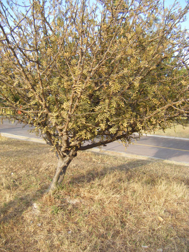 DSCF2517.jpg