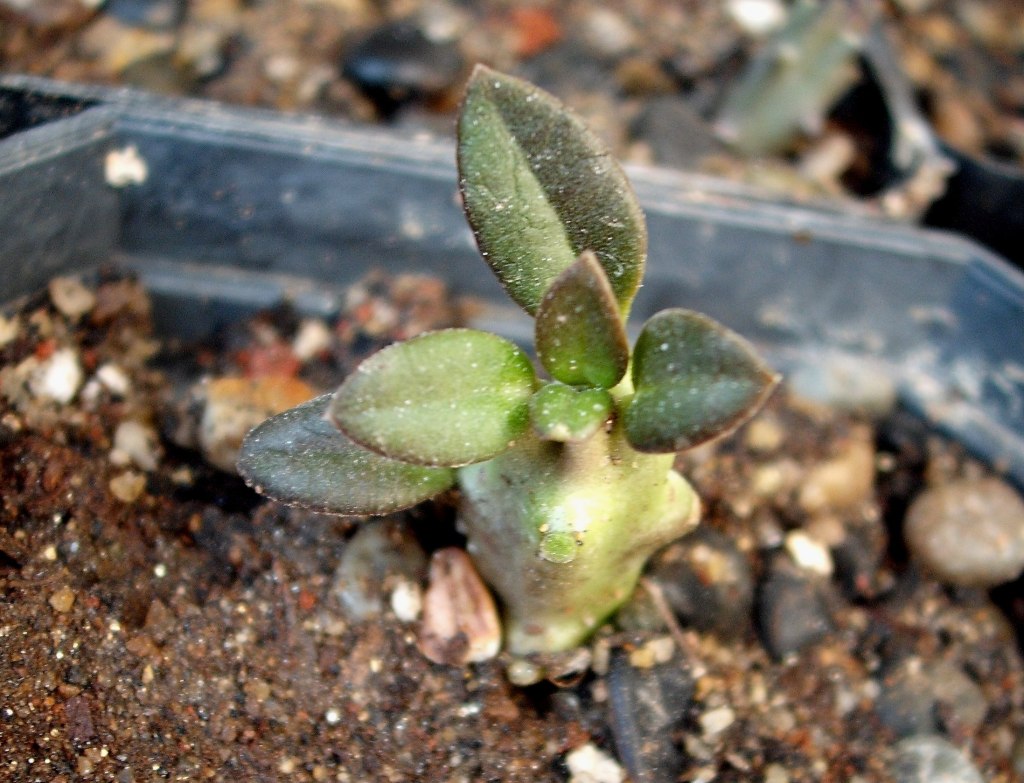 DSCF2546.jpg
