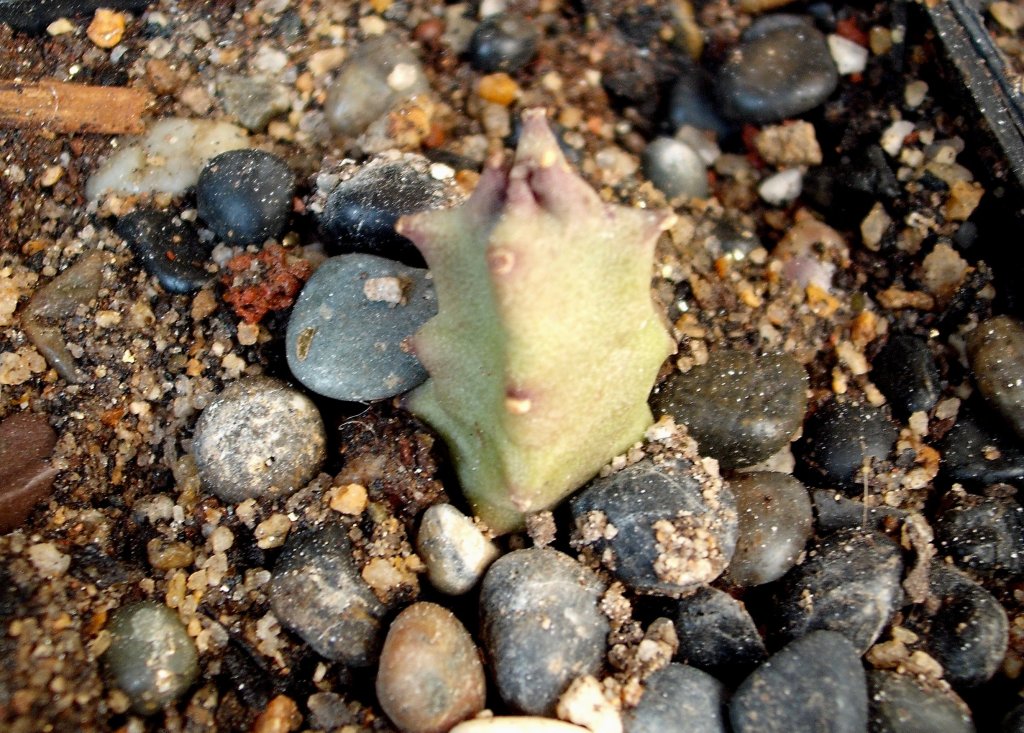 DSCF2549.jpg