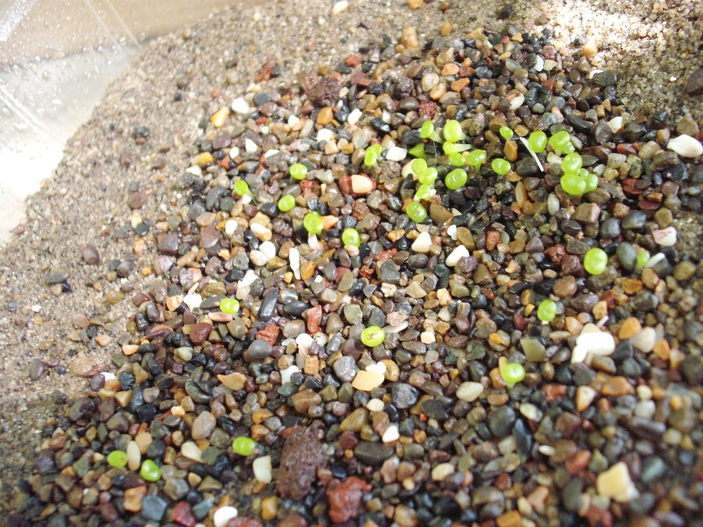 DSCF2583.jpg