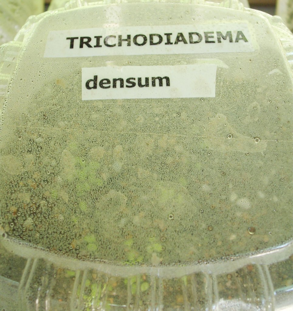 DSCF2596.jpg
