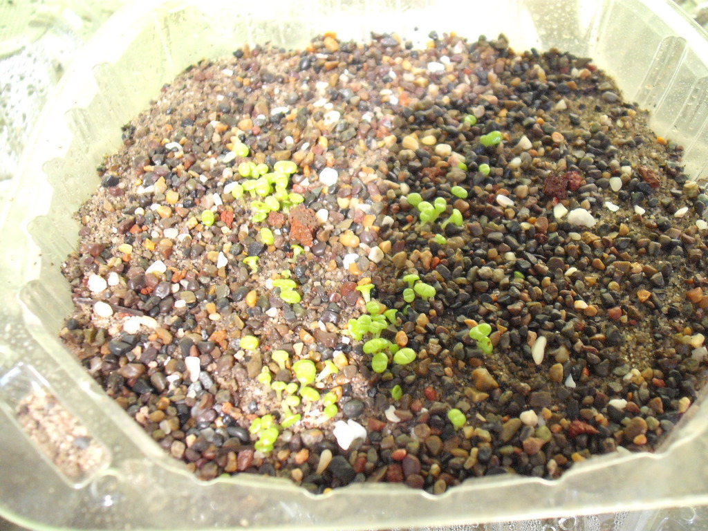 DSCF2597.jpg
