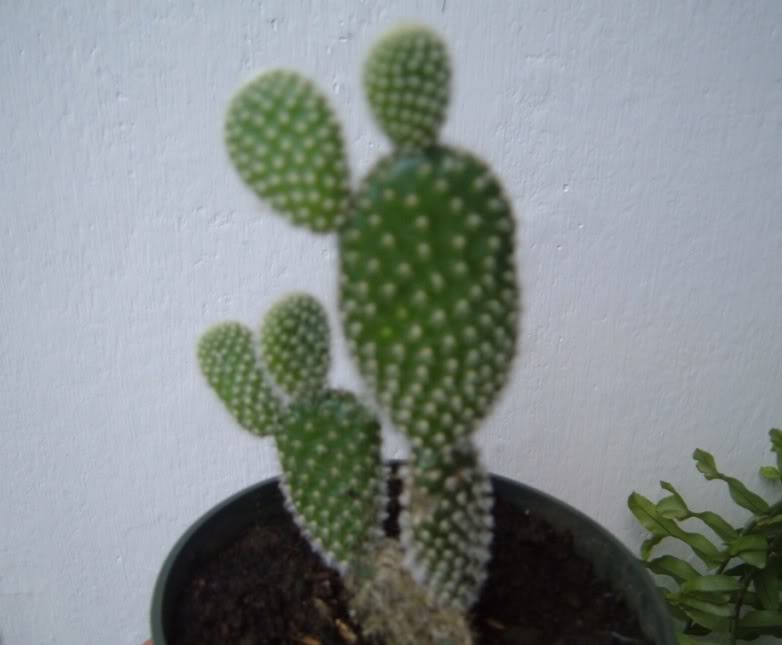 DSCF2599.jpg