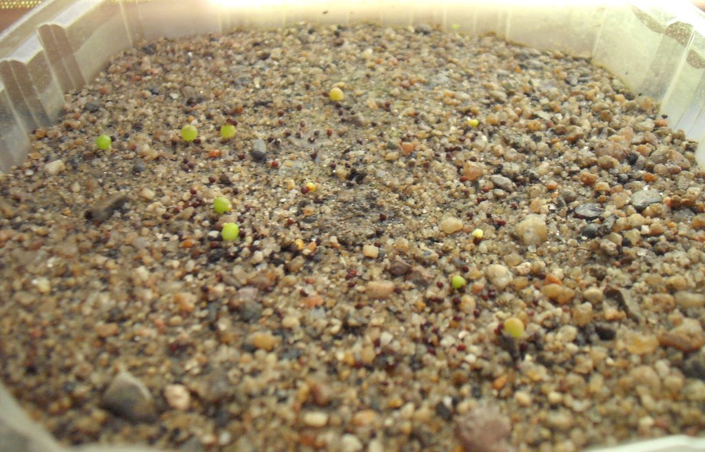 DSCF2611.jpg