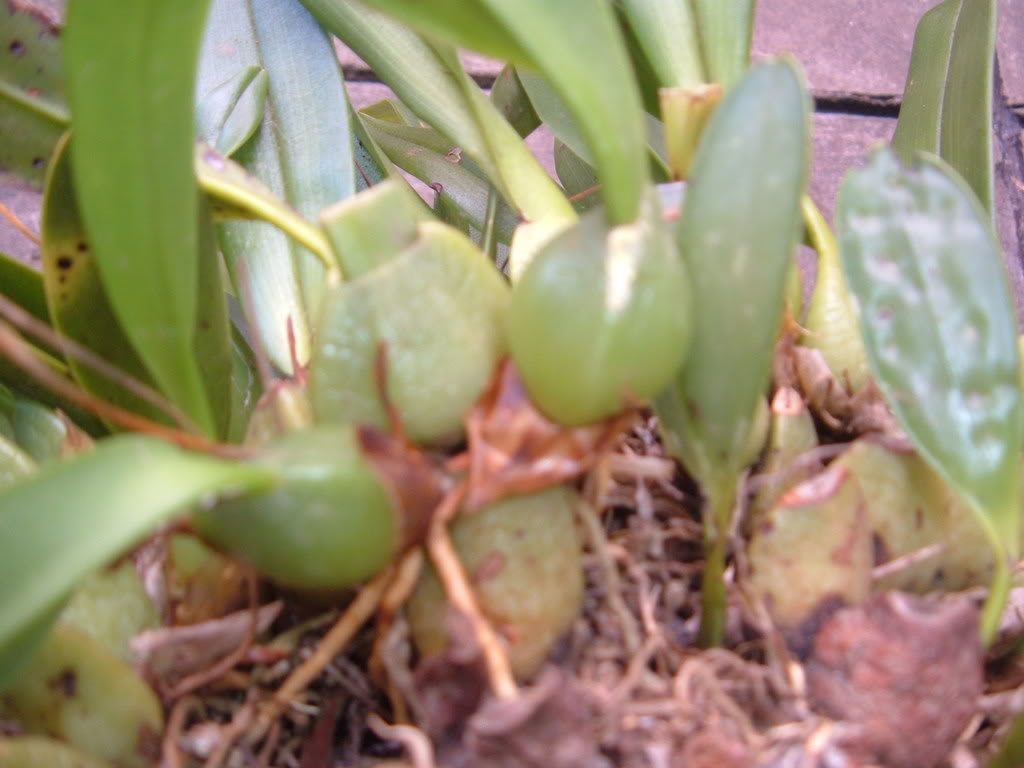 DSCF2615.jpg