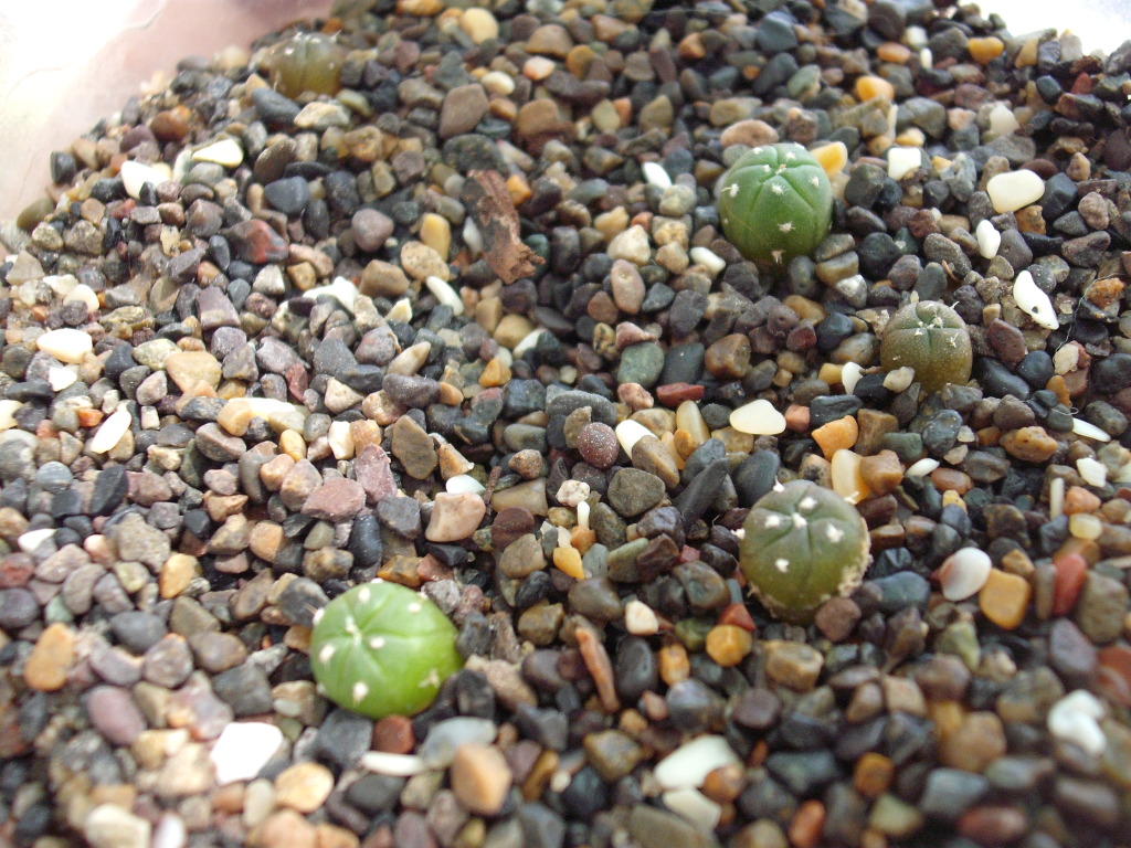 DSCF2620.jpg
