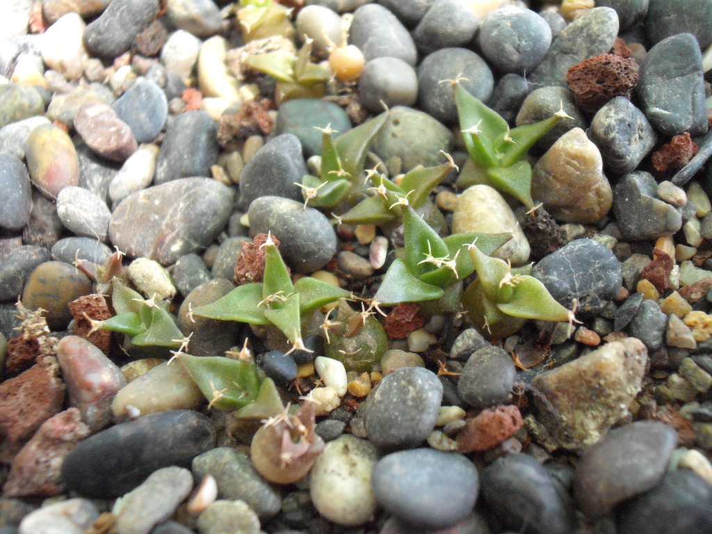 DSCF2621.jpg