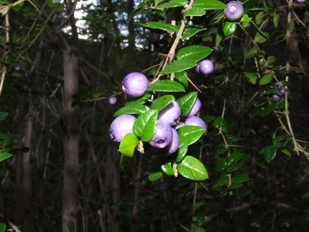 DSCF2628.jpg