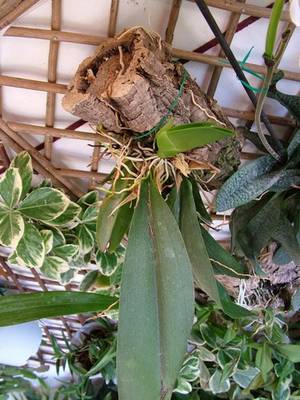 DSCF2632.jpg