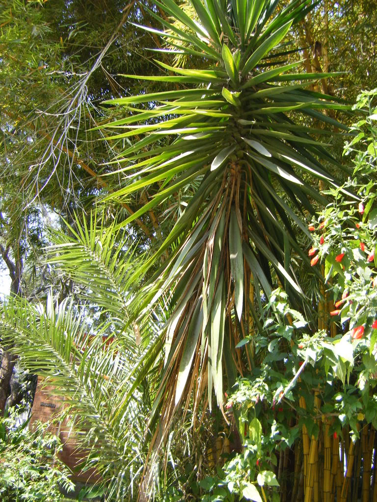 DSCF2645.jpg