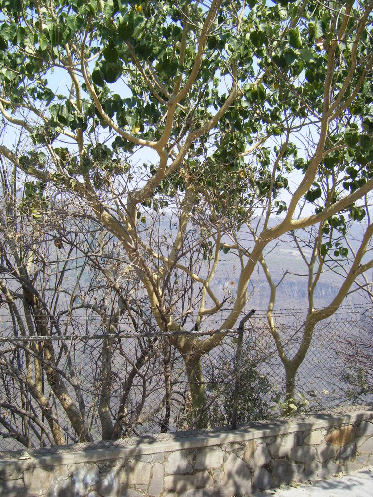 DSCF2664.jpg